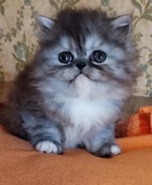 Cucciola di persiani femmina | Foto 3