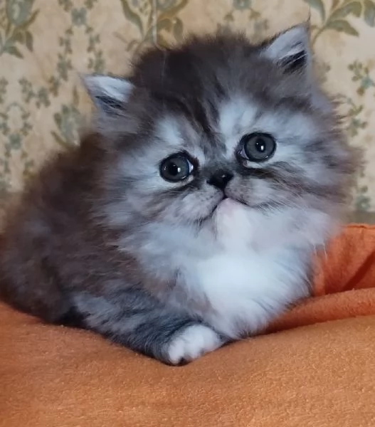 Cucciola di persiani femmina | Foto 1