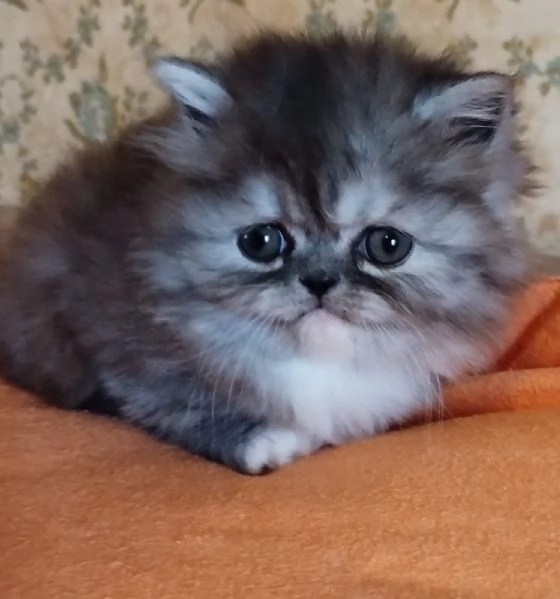 Cucciola di persiani femmina | Foto 0