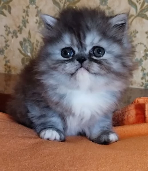 Cucciola di persiani femmina