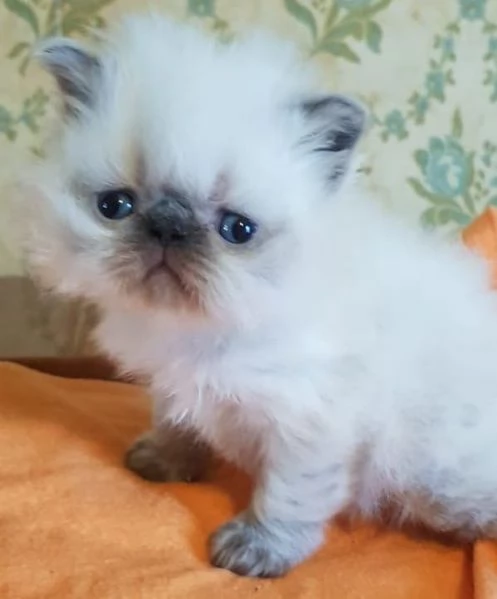 Cucciolo di persiani maschio color Point occhi azzurri  | Foto 5