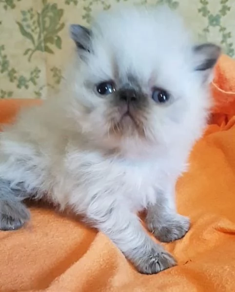 Cucciolo di persiani maschio color Point occhi azzurri 