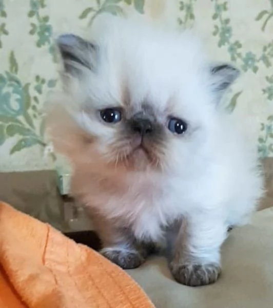Cucciolo di persiani maschio color Point occhi azzurri  | Foto 4