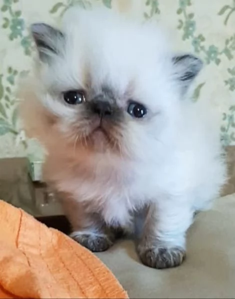 Cucciolo di persiani maschio color Point occhi azzurri  | Foto 3