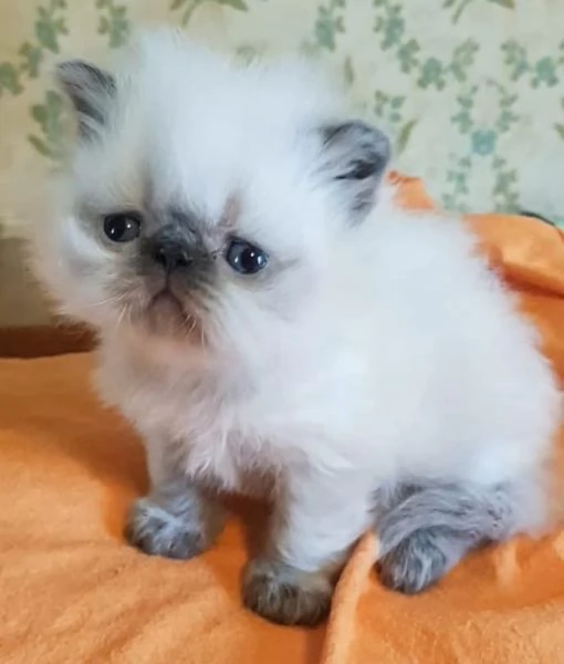Cucciolo di persiani maschio color Point occhi azzurri  | Foto 1
