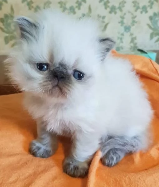 Cucciolo di persiani maschio color Point occhi azzurri  | Foto 0