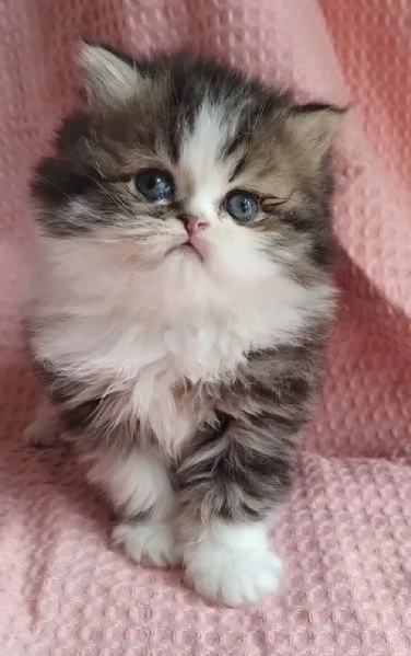 Cucciolo di gatti persiani maschio 