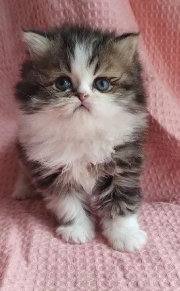 Cucciolo di gatti persiani maschio  | Foto 6