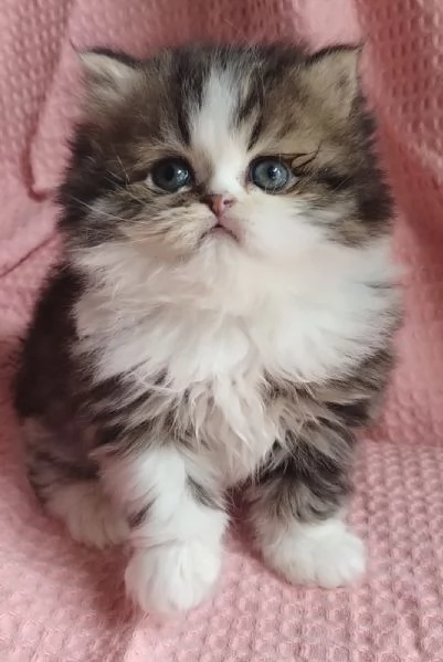 Cucciolo di gatti persiani maschio  | Foto 5