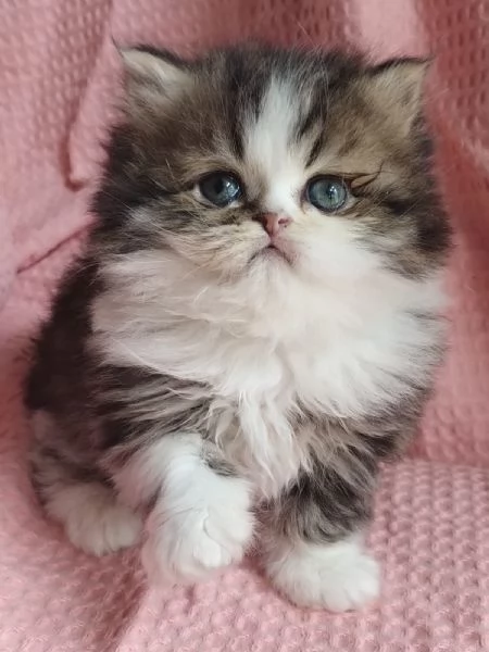 Cucciolo di gatti persiani maschio  | Foto 4