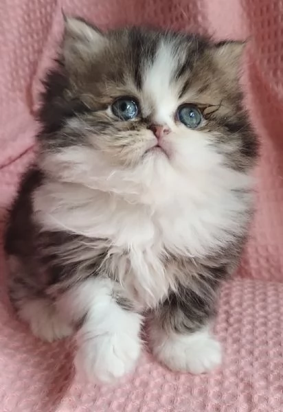 Cucciolo di gatti persiani maschio  | Foto 3