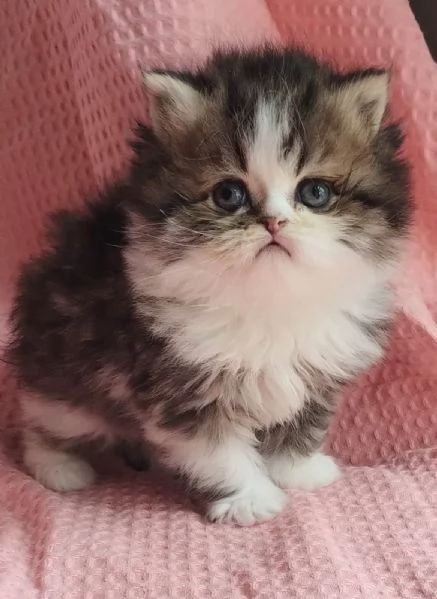 Cucciolo di gatti persiani maschio  | Foto 2