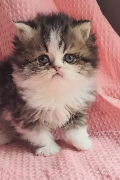 Cucciolo di gatti persiani maschio  | Foto 1
