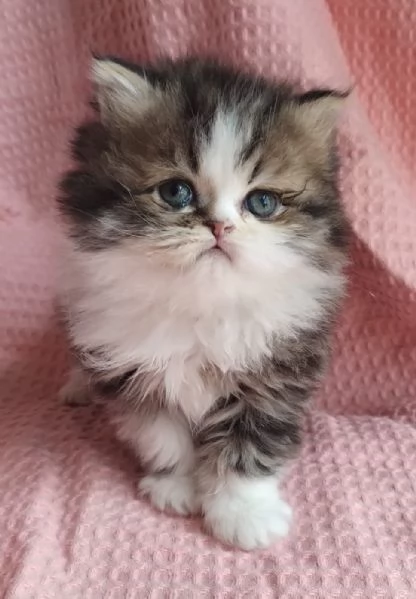 Cucciolo di gatti persiani maschio  | Foto 0