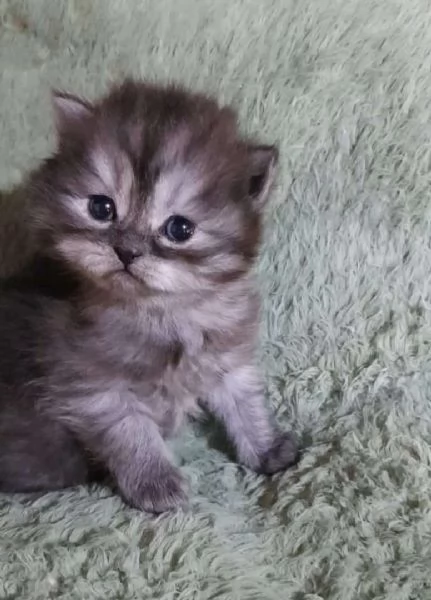 Cucciolo di gatti persiani maschio | Foto 4