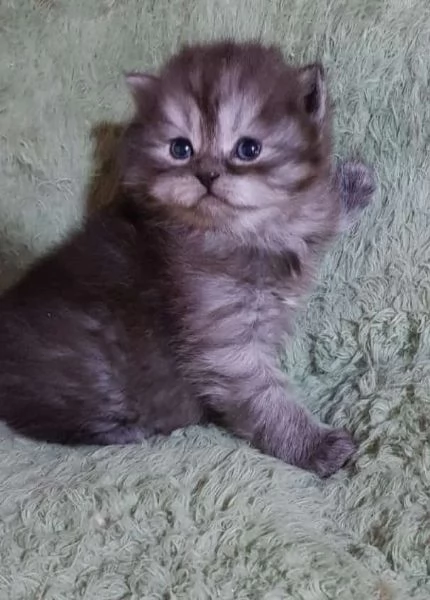 Cucciolo di gatti persiani maschio | Foto 3