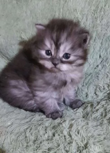 Cucciolo di gatti persiani maschio | Foto 2