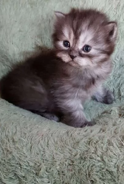 Cucciolo di gatti persiani maschio | Foto 1