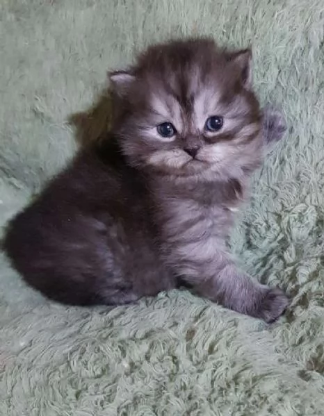 Cucciolo di gatti persiani maschio