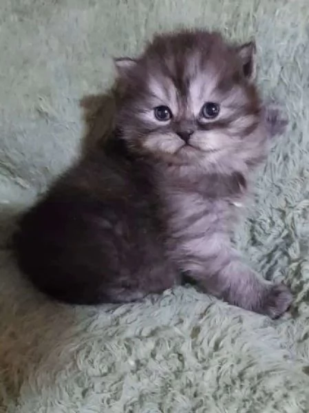 Cucciolo di gatti persiani maschio | Foto 0