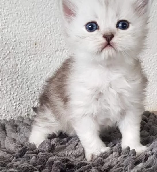Cucciolo di gatti persiani maschio | Foto 1