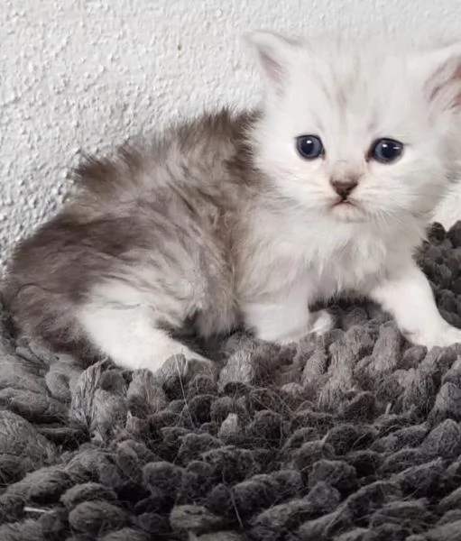 Cucciolo di gatti persiani maschio
