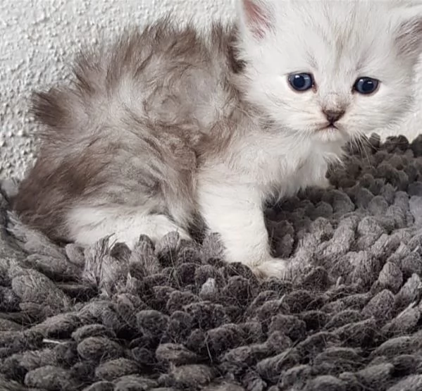 Cucciolo di gatti persiani maschio | Foto 0