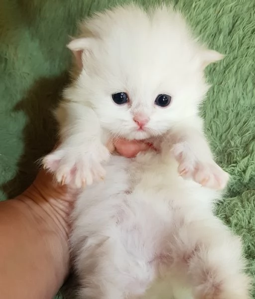 Cuccioli di gatti persiani maschio e femmina | Foto 3