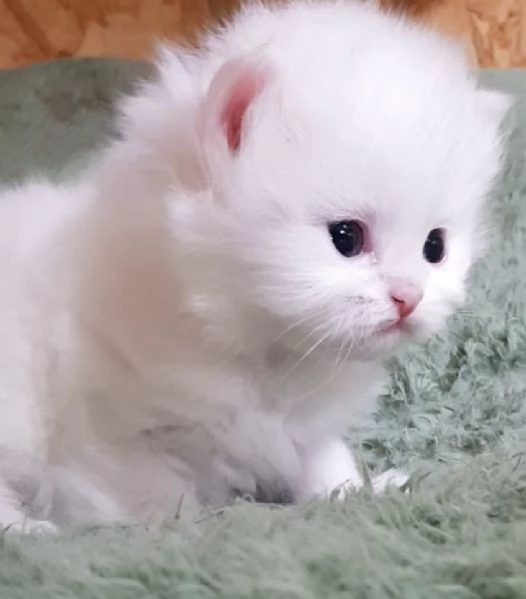 Cuccioli di gatti persiani maschio e femmina | Foto 2