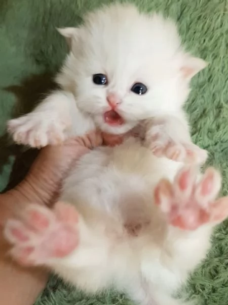 Cuccioli di gatti persiani maschio e femmina | Foto 1