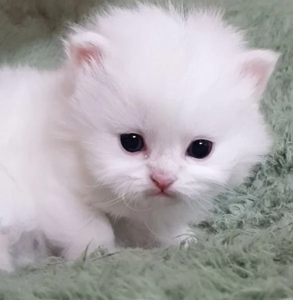 Cuccioli di gatti persiani maschio e femmina | Foto 0