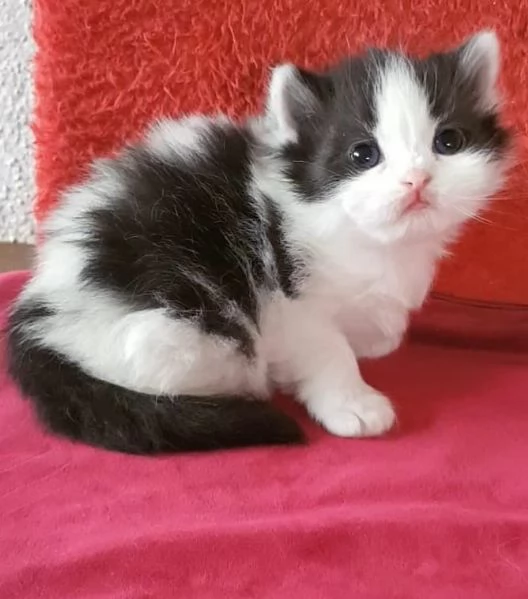 Cucciola di gatti persiani femmina | Foto 6