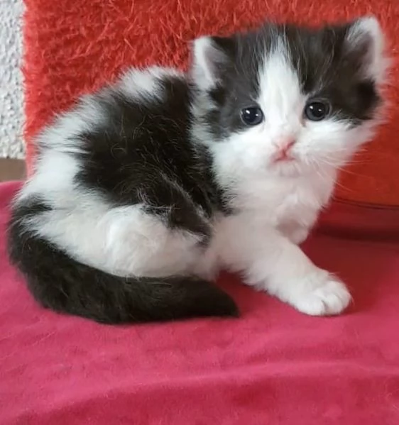 Cucciola di gatti persiani femmina | Foto 4