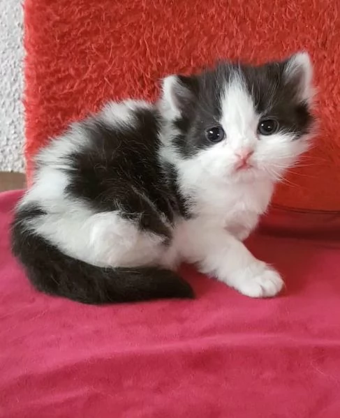 Cucciola di gatti persiani femmina | Foto 2