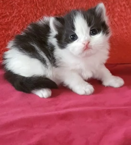 Cucciola di gatti persiani femmina