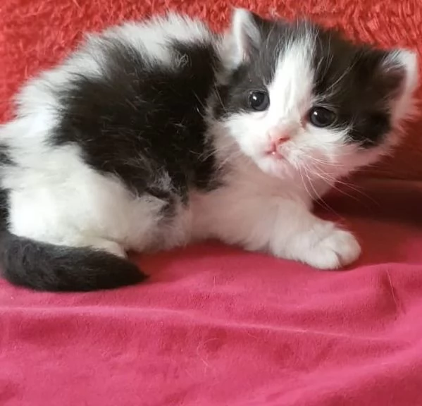 Cucciola di gatti persiani femmina | Foto 1