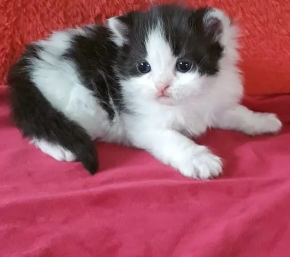 Cucciola di gatti persiani femmina | Foto 0