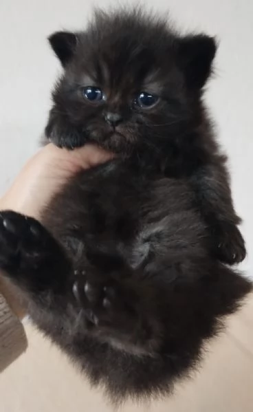 Piccola cucciola di gatti persiani femmina | Foto 2