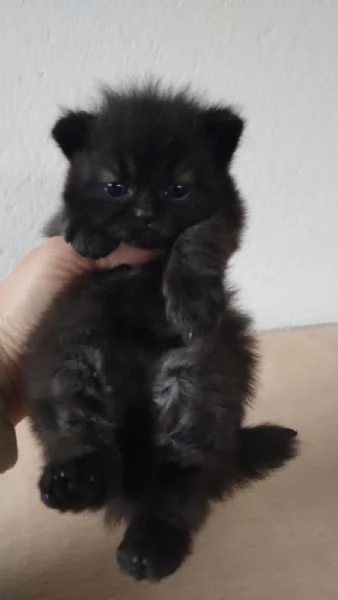Piccola cucciola di gatti persiani femmina | Foto 1
