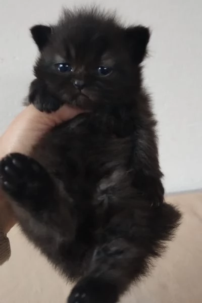 Piccola cucciola di gatti persiani femmina | Foto 0
