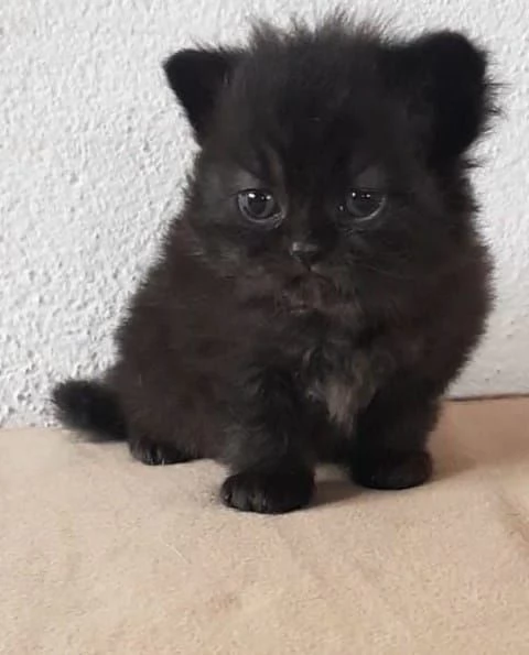 Piccola cucciola di gatti persiani femmina