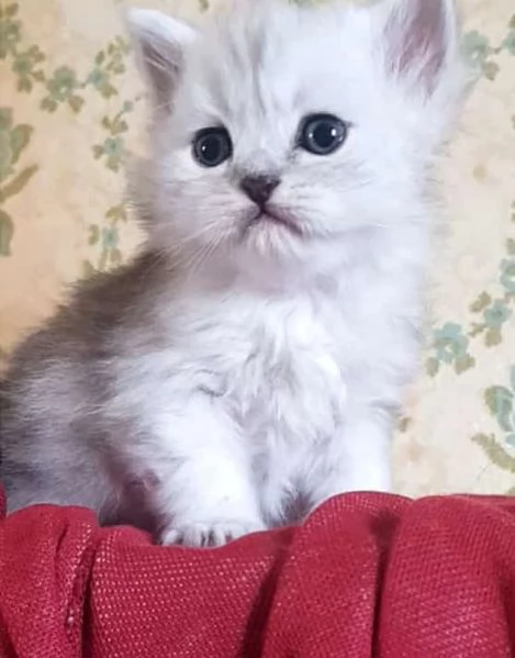 Cucciolo di gatti persiani normotipici Maschio  | Foto 3