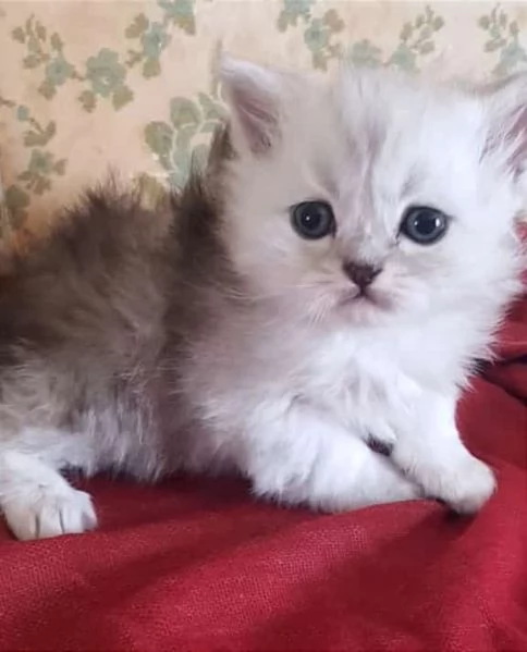 Cucciolo di gatti persiani normotipici Maschio  | Foto 2