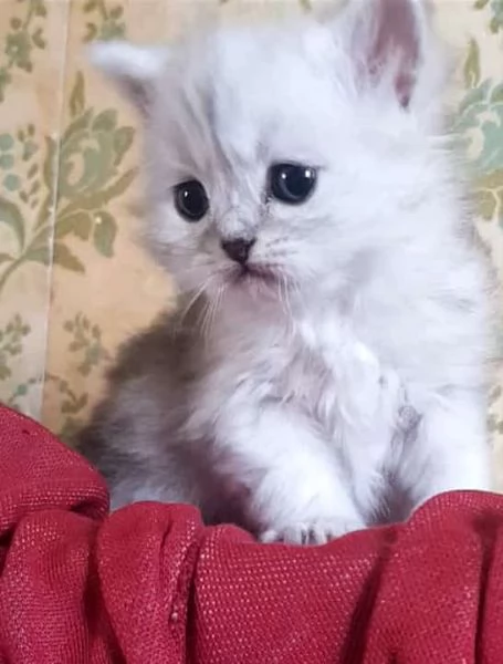 Cucciolo di gatti persiani normotipici Maschio  | Foto 1