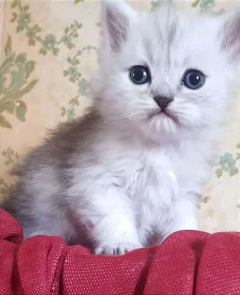 Cucciolo di gatti persiani normotipici Maschio 