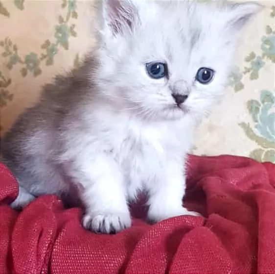 Cucciolo di gatti persiani normotipici Maschio  | Foto 0