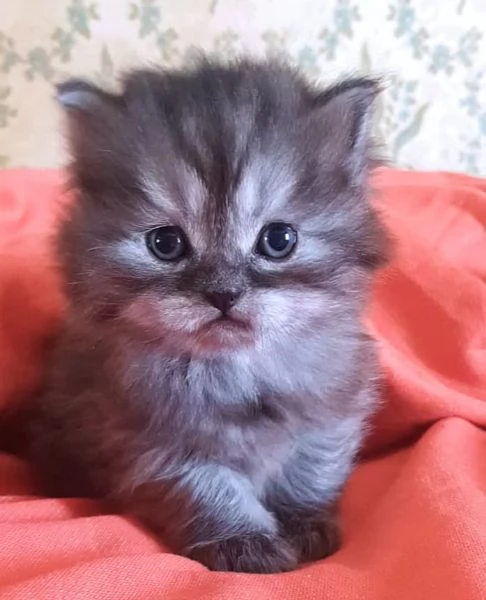 Gattino di persiano normotipico maschio  | Foto 5