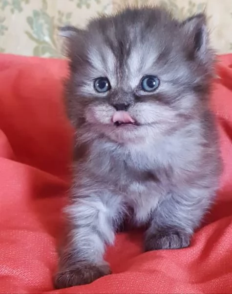 Gattino di persiano normotipico maschio  | Foto 4