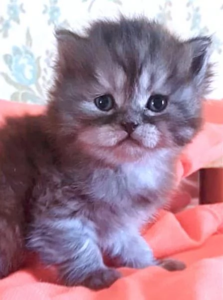 Gattino di persiano normotipico maschio  | Foto 3