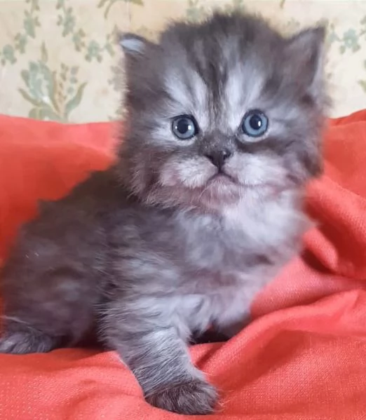 Gattino di persiano normotipico maschio  | Foto 2